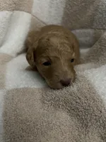 Girl 1, a female Poodle - Miniature  for sale in Arkansas, AR – Photo 2 of 2