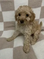 Purple, a female Poodle - Miniature  for sale in Blytheville, AR – 2 of 2