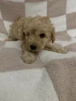 Blue, a male Poodle - Miniature  for sale in Blytheville, AR – 2 of 3