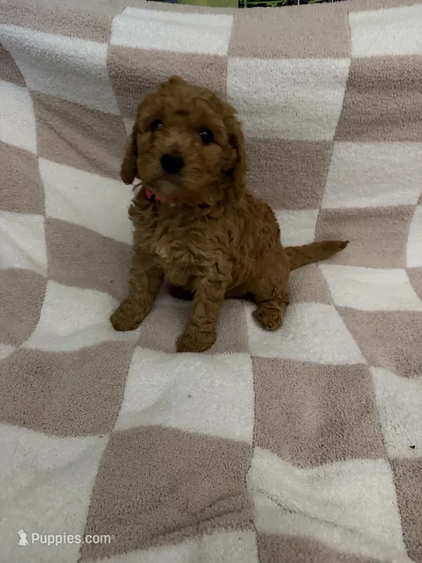 Pink – Poodle - Miniature  puppy for sale in Blytheville, AR