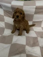 Pink, a female Poodle - Miniature  for sale in Blytheville, AR – 1 of 4