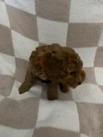 Pink, a female Poodle - Miniature  for sale in Blytheville, AR – 2 of 4