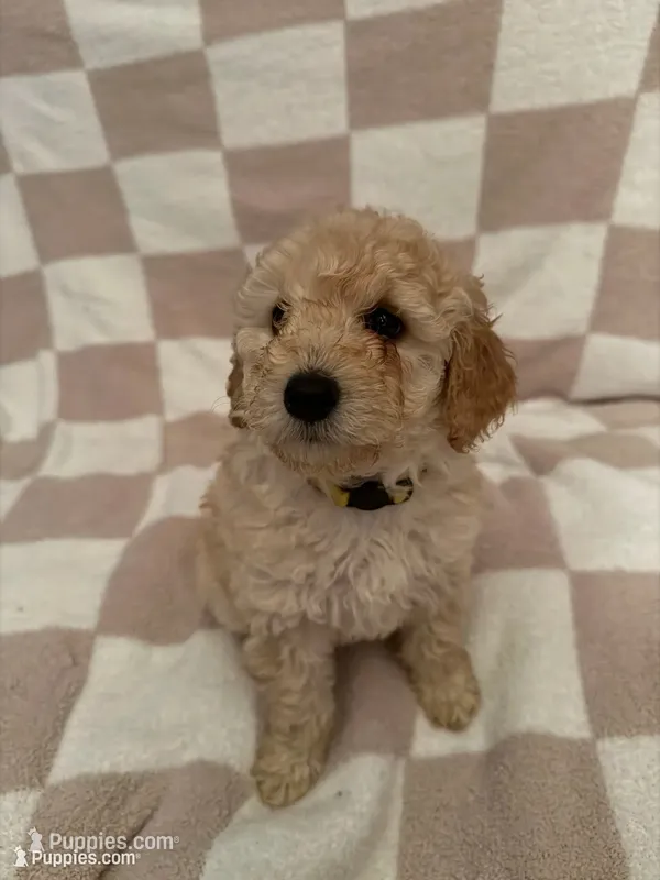 Yellow – Poodle - Miniature  puppy for sale in Blytheville, AR