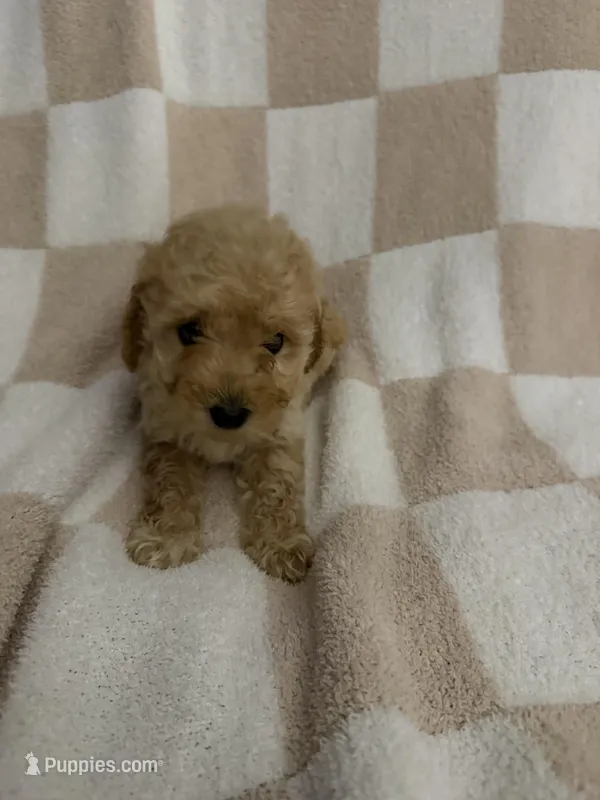 Girl 2 – Poodle - Miniature  puppy on hold in Arkansas, AR