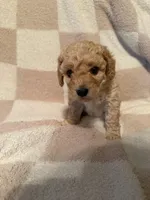 Girl 2, a female Poodle - Miniature  for sale in Arkansas, AR – Photo 1 of 2