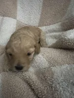 Girl 2, a female Poodle - Miniature  for sale in Arkansas, AR – Photo 2 of 2