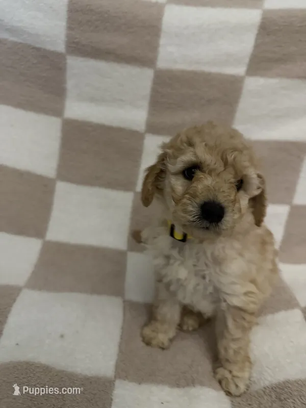Yellow – Poodle - Miniature  puppy for sale in Blytheville, AR