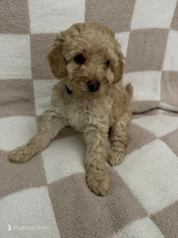 Purple – Poodle - Miniature  puppy for sale in Blytheville, AR