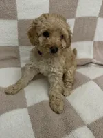 Purple, a female Poodle - Miniature  for sale in Blytheville, AR – 1 of 2