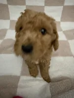 Pink, a female Poodle - Miniature  for sale in Blytheville, AR – 3 of 4