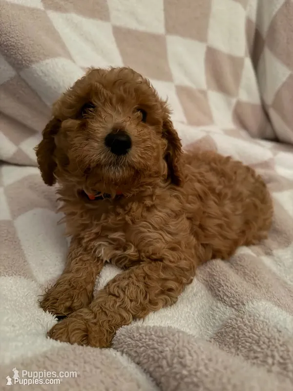 Pink – Poodle - Miniature  puppy for sale in Blytheville, AR