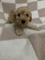 Blue, a male Poodle - Miniature  for sale in Blytheville, AR – 3 of 3