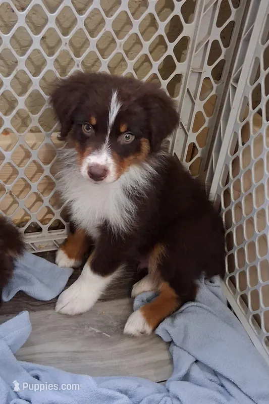 Two – Australian Shepherd puppy for sale in Constable, NY