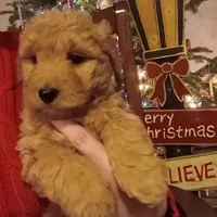 Black F1 ETB, a male English Goldendoodle for sale in Constable, NY – Photo 1 of 2