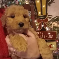 Black F1 ETB, a male English Goldendoodle for sale in Constable, NY – Photo 2 of 2