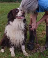 One, a male Australian Shepherd for sale in Constable, NY – 4 of 4