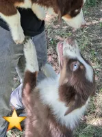 Blue, a male Australian Shepherd for sale in Constable, NY – 7 of 10