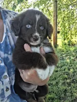 Five, a male Australian Shepherd for sale in Constable, NY – 1 of 1