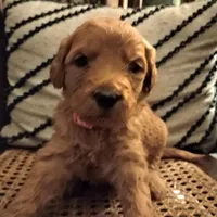 Pink F1 ETB, a female English Goldendoodle for sale in Constable, NY – Photo 3 of 6