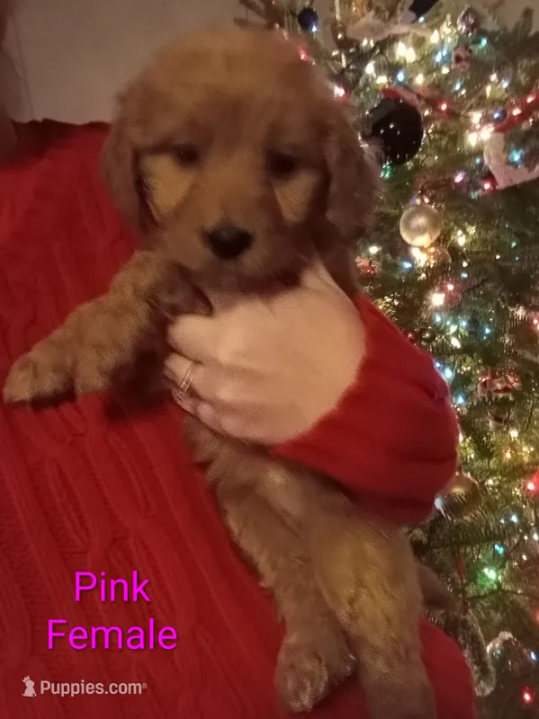 Pink F1 ETB – English Goldendoodle puppy for sale in Constable, NY