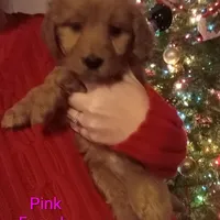 Pink F1 ETB, a female English Goldendoodle for sale in Constable, NY – Photo 1 of 6