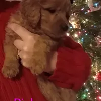 Pink F1 ETB, a female English Goldendoodle for sale in Constable, NY – Photo 2 of 6