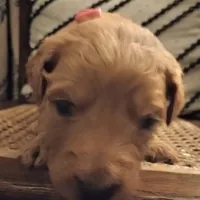 Pink F1 ETB, a female English Goldendoodle for sale in Constable, NY – Photo 4 of 6