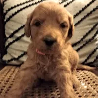 Pink F1 ETB, a female English Goldendoodle for sale in Constable, NY – Photo 5 of 6