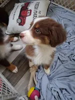 Three, a male Australian Shepherd for sale in Constable, NY – 2 of 9