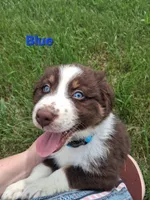 Blue, a male Australian Shepherd for sale in Constable, NY – 3 of 7
