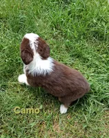 Camo, a male Australian Shepherd for sale in Constable, NY – 10 of 10
