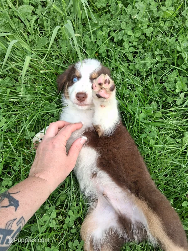 Camo – Australian Shepherd puppy for sale in Constable, NY