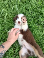 Camo, a male Australian Shepherd for sale in Constable, NY – 3 of 10