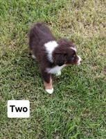 Two, a male Australian Shepherd for sale in Constable, NY – 3 of 4