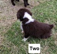 Two, a male Australian Shepherd for sale in Constable, NY – 2 of 4