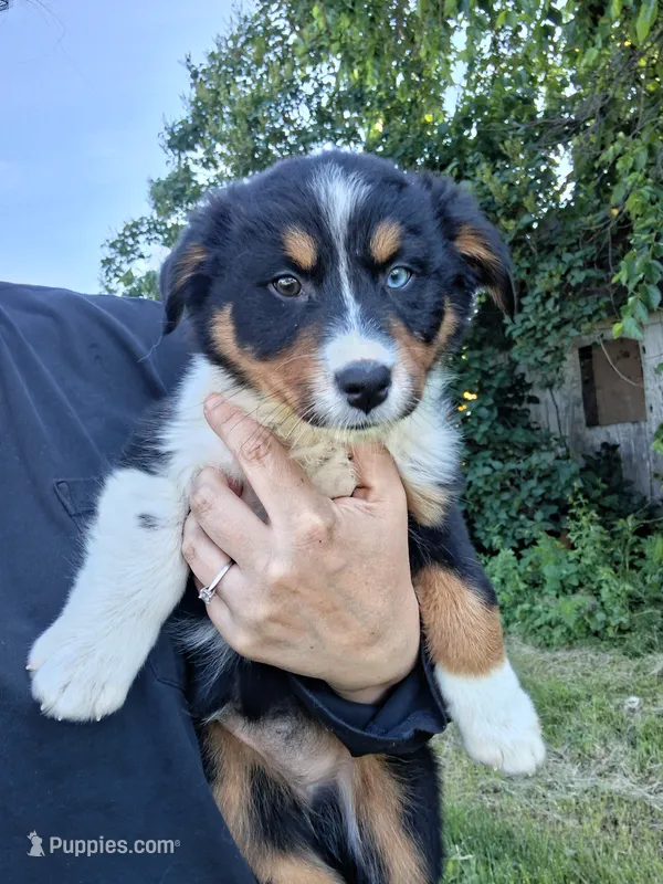Purple – Australian Shepherd puppy for sale in Constable, NY