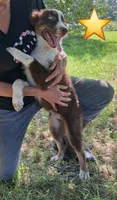 Blue, a male Australian Shepherd for sale in Constable, NY – 6 of 10