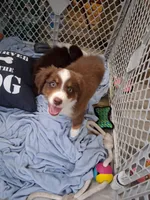 Three, a male Australian Shepherd for sale in Constable, NY – 4 of 9