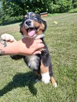Purple, a female Australian Shepherd for sale in Constable, NY – 2 of 10