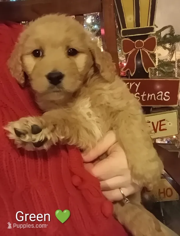 Green F1 ETB – English Goldendoodle puppy for sale in Constable, NY