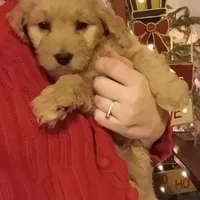 Green F1 ETB, a male English Goldendoodle for sale in Constable, NY – Photo 3 of 3