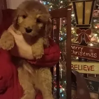 Tan F1 ETB, a female English Goldendoodle for sale in Constable, NY – Photo 2 of 2