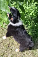 Purple, a female Australian Shepherd for sale in Constable, NY – 8 of 10