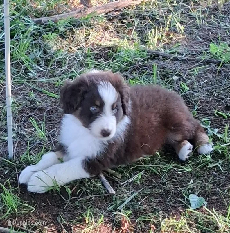 Seven – Australian Shepherd puppy for sale in Constable, NY