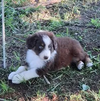 Seven, a male Australian Shepherd for sale in Constable, NY – 1 of 2