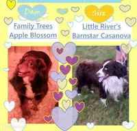 Three, a male Australian Shepherd for sale in Constable, NY – 9 of 9