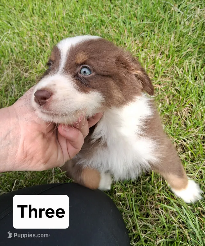 Three – Australian Shepherd puppy for sale in Constable, NY