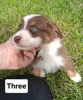 Three, a male Australian Shepherd for sale in Constable, NY – 2 of 3