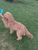 Fluffy, a male English Goldendoodle for sale in Constable, NY – 2 of 2