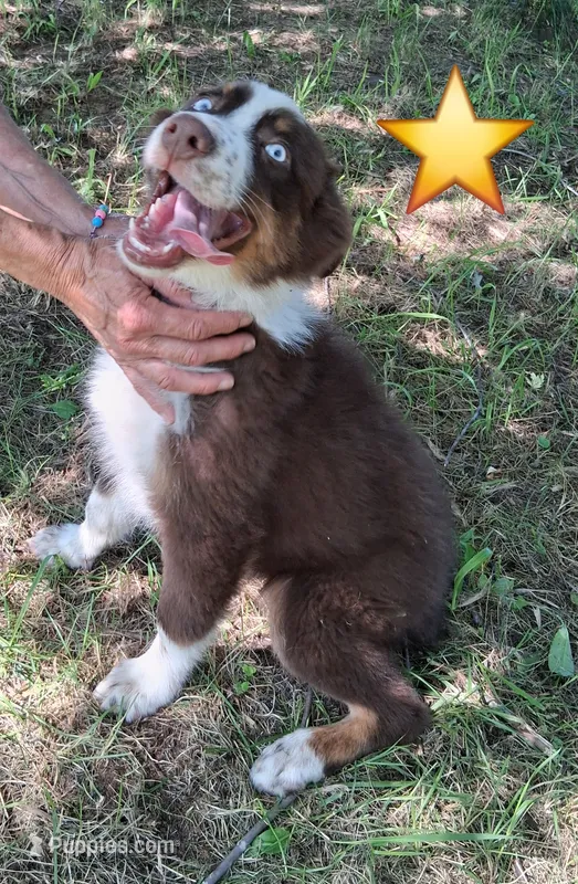 Blue – Australian Shepherd puppy for sale in Constable, NY